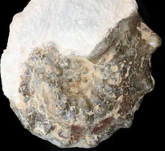 Mammites Ammonite - Goulmima, Morocco #44644